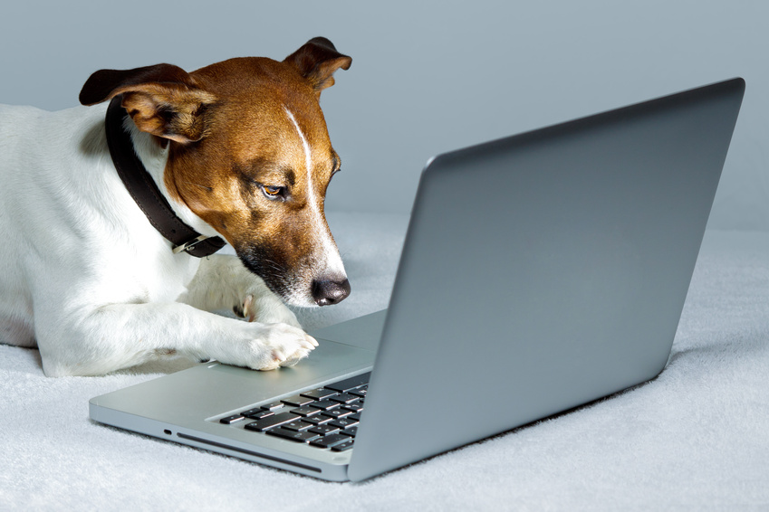 kleiner Hund schaut auf einen geöffneten Laptop
